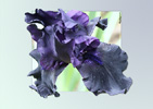 <strong>Bagatelle Black Iris</strong>
