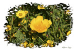 <strong>California Poppies</strong>