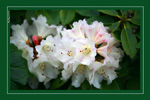 <strong>Spring Rhodie #1</strong>