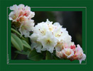 <strong>Spring Rhodie #2</strong>