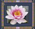 <strong>Waterlily Mosaic</strong>