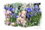 <strong>Bagatelle Iris Garden</strong>