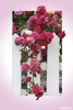<strong>Fence Roses</strong><br />