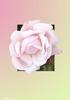 <strong>Pink Rose</strong><br />